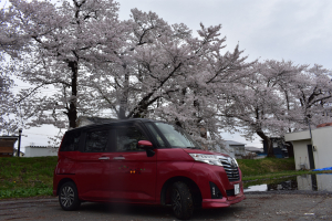 上郷花見ドライブ🚙